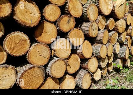 Cut pine logs stacked in the forest Stock Photo