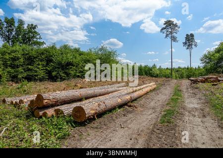 Cut pine logs stacked in the forest Stock Photo