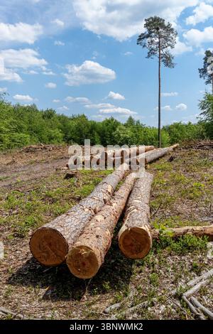 Cut pine logs stacked in the forest Stock Photo