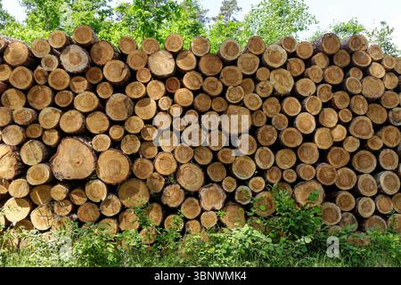 Cut pine logs stacked in the forest Stock Photo