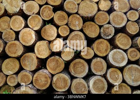 Cut pine logs stacked in the forest Stock Photo