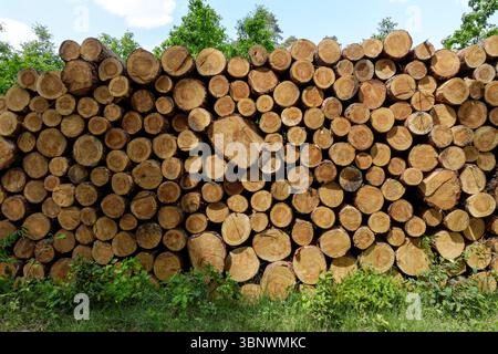 Cut pine logs stacked in the forest Stock Photo