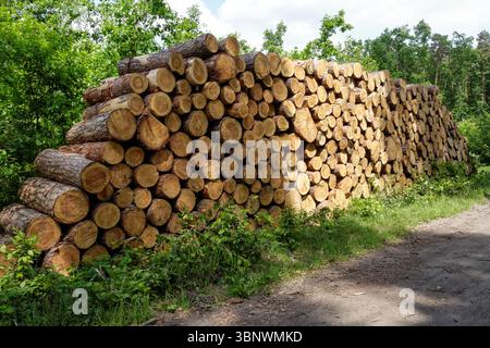 Cut pine logs stacked in the forest Stock Photo