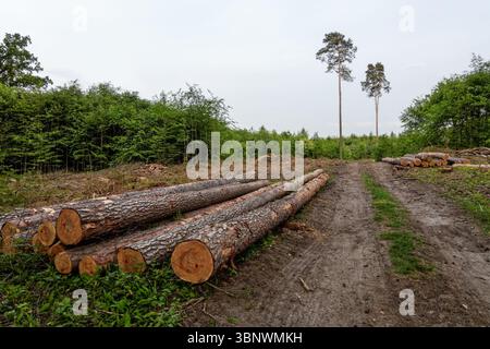 Cut pine logs stacked in the forest Stock Photo