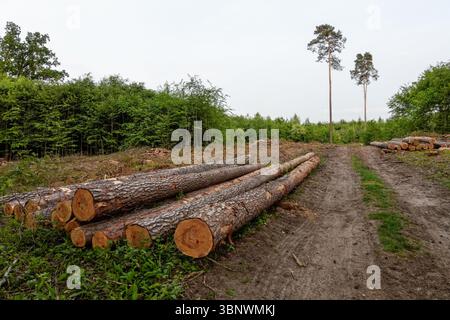 Cut pine logs stacked in the forest Stock Photo