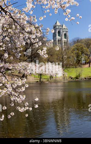 Cherry Blossom in Branch Brook Park with the Cathedral of the Sacred Heart in the Background, Newark, New Jersey Stock Photo