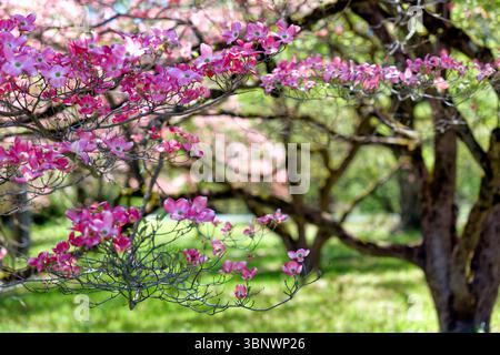 Close up View of Branches of a Flowering Pink Dogwood Tree, Somerset County, New Jersey, USA Stock Photo