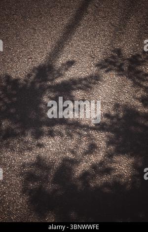 Soft shadow of tree branches and leaves cast on textured asphalt ground under strong sunlight. Abstract natural light and texture pattern Stock Photo