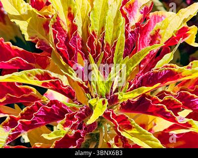 Bright Amaranthus amaranth tricolor in the park Stock Photo