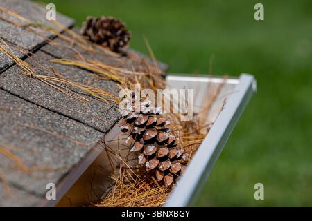 Closeup of house rain gutter clogged with pine straw, needles and pine cone from trees in fall. Home maintenance, yardwork and roof damage concept Stock Photo