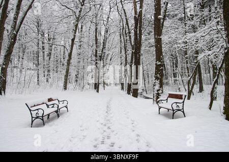 Trees in the park covered in snow. Winter day in an empty park Stock Photo