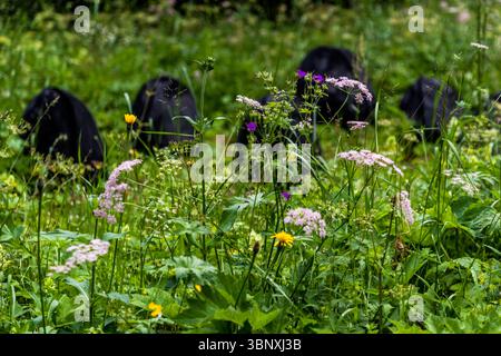 The natural artwork "Seeds" by Italian artist Marco Nones consists of charred blocks of wood scattered among flowering meadow plants on the Gerschnialp near Engelberg. White-pink umbellifers, yellow and purple wildflowers grow in the foreground, with the dark wood pieces lying further back in the tall grass. The scattered arrangement is meant to suggest the energy of a beginning, the germ cell of what is to come. The work is part of the 2025 exhibition "Outlook – Insight" on the Gerschnialp Land Art Trail, Engelberg, Canton of Obwalden, Switzerland, featuring works by eleven artists from Switz Stock Photo