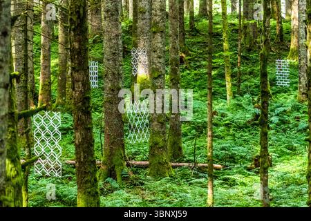 Natural artwork "Durchblick" (Perspective) by Susanne Ruoff from Germany. Thin panels with floral and nature-inspired ornaments hanging freely between trees.  Land Art Path Gerschnialp in Engelberg 2025 White, patterned art installations hang between moss-covered trees in a fern forest on the Gerschnialp near Engelberg, Obwalden, Switzerland. These installations block the view and at the same time reveal the view of nature and are part of the Landart exhibition on the Gerschnialp, Engelberg, Obwalden, Switzerland Stock Photo