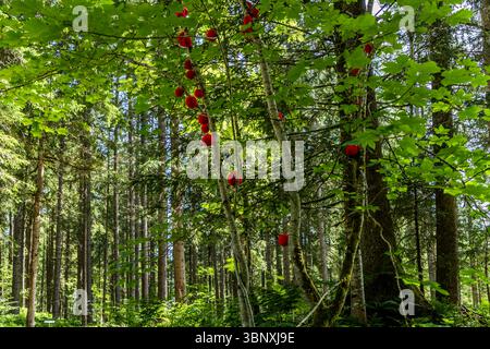 Natural artwork by Marion Strunk from Germany, thread sculpture in red on the Gerschnialp Land Art Trail in Engelberg 2025. The artist calls the "balling" of trees an act of love. Red, spherical objects hang from trees in the forest as an artistic installation. Appreciation of nature is the common thread running through the work of artist Marion Strunk. This artwork is part of the land art exhibition on the Gerschnialp in Engelberg, Obwalden, Switzerland Stock Photo
