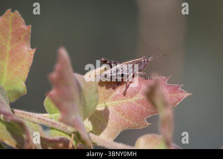Juvenile grasshopper or Tribe Conalcaeini perching on an oak leaf at the Cypress trail in Payson, Arizona, Stock Photo