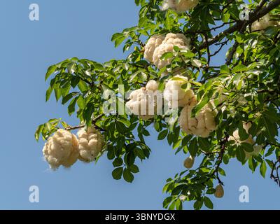 Fluffy white seed pods (kapok) of the Silk Floss Tree (Ceiba speciosa) burst open among green leaves against a blue sky, Barcelona, Spain. Stock Photo