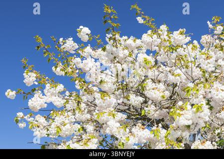 Japanese ornamental cherry (Prunus serrulata) in flower, Germany, Europe Stock Photo
