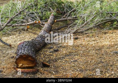 Large pine tree lying on the ground, surrounded by branches and wood chips, showing signs of recent cutting Stock Photo