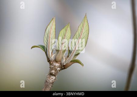 Detailed close-up of young leaves from a bud of a velvet hydrangea Hydrangea aspera in a park in cologne at the end of march Stock Photo