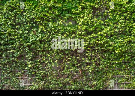 Green climbing plants with leaves on the wall Stock Photo