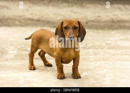 Brown Color Dog Breeds: Top Picks for Pet Lovers