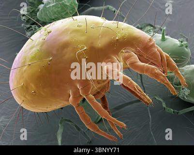 Dust mite. Coloured scanning electron micrograph (SEM) of a house dust mite (Dermatophagoides pteronyssinus). Millions of dust mites inhabit the home, feeding on shed skin cells. They mainly live in furniture, and are usually harmless. However, their excrement and dead bodies may cause allergic reactions in susceptible people. The dust mite life cycle from egg to adult takes approximately one month to complete, mature female mites can lay from 1-2 eggs per day. Adult mites can live up to two months. Magnification: x30 when printed at 10 centimetres wide. Stock Photo