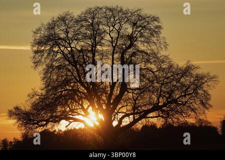 Sunset tree with setting red sun with rays in front of reddish sky and tree backdrop, Einmuss, Bavaria, Germany, Europe Stock Photo