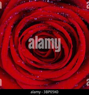 Textured background red rose flower in drops of water close-up, shallow depth of field Stock Photo