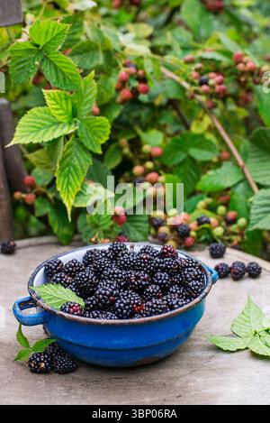 Picked ripe blackberries in a cup, against the background of a bush of blackberries. Blackberry - branches of fresh berries in the garden. Harvesting Stock Photo