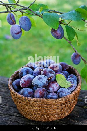 Basket with plums hi-res stock photography and images - Alamy