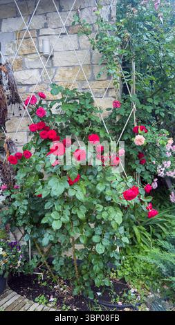 Roses bloom in vibrant colors under drizzling rain at Chuxiu Garden in ...