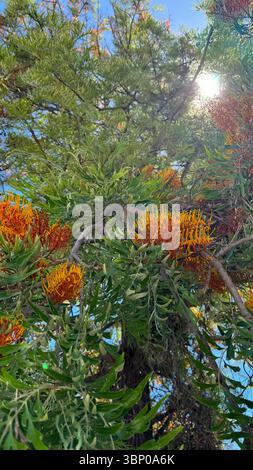 Bright orange and yellow flowers bloom among lush green foliage on a sunny day, with sunlight streaming through the branches of a tropical tree. Stock Photo