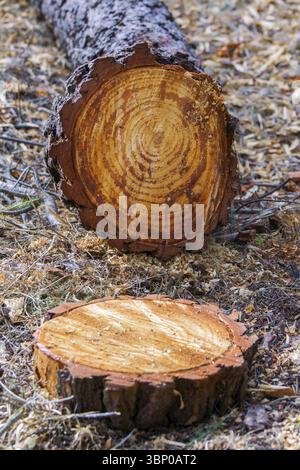 Close-up of a freshly cut pine tree trunk displaying prominent growth rings, highlighting logging activities and forestry concepts Stock Photo
