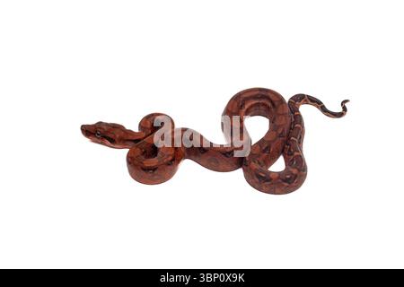 Close-up of baby blood boa constrictor slithering on white background Stock Photo