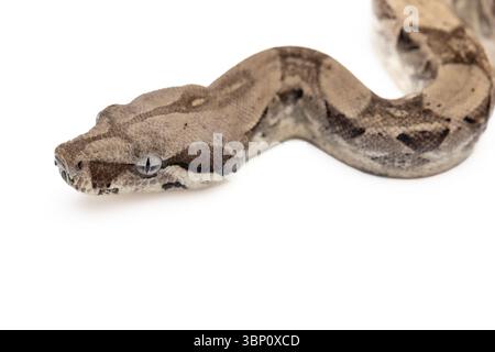 Close-up of young anery boa constrictor on white background Stock Photo
