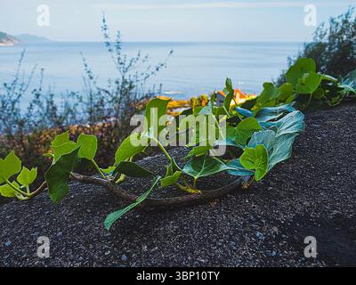 coastal ivy growing on stone wall with sea view in deba, spain – april 11, 2025 Stock Photo