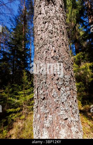 Closeup of an old growing pine tree bark (pinus sylvestris), Finland Stock Photo