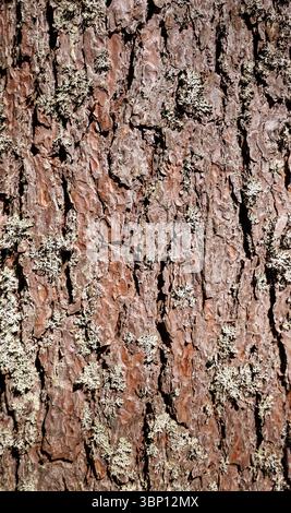 Closeup of European growing old pine tree (pinus sylvestris) trunk and bark, Finland Stock Photo