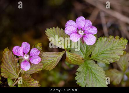 Arctic bramble flowering Stock Photo