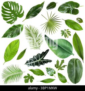 Many different tropical leaves isolated on white, set Stock Photo - Alamy