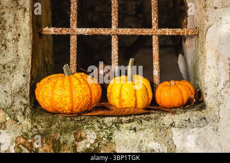 Autumn still life with pumpkins on old window with rusty bars. Stock Photo
