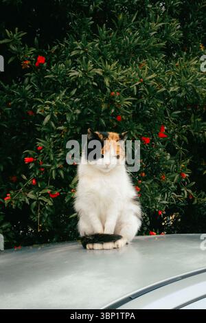 Cute cat sitting on a car roof with green bush and red flowers in the background Stock Photo