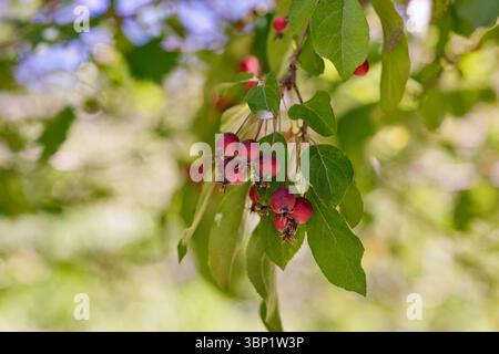 Apple Malus Rudolph tree with dark red apple fruits Stock Photo - Alamy