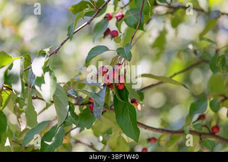 Apple Malus Rudolph tree with dark red apple fruits Stock Photo - Alamy