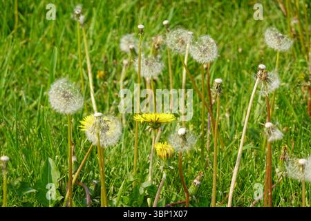 Expansive field of white dandelion seed heads creating dreamy meadow landscape Stock Photo