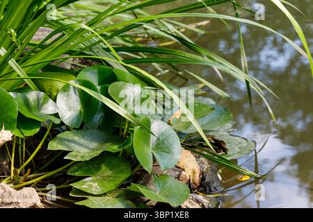 Close-up of lily pads, tall grass, and rocks at the edge of water, bathed in sunlight. Predominantly green and brown tones. Stock Photo