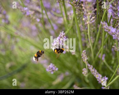 Two bumblebees interacting on lavender blossoms one in flight one feeding vibrant and detailed macro Stock Photo