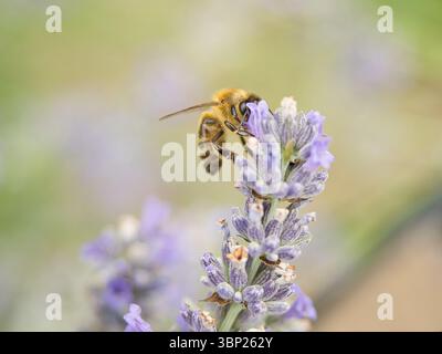 Honeybee feeding on lavender bloom nacro image with soft blurred background and natural colors Stock Photo