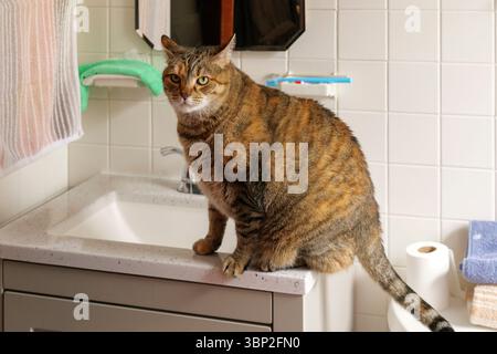 Brown Tabby Cat Perched on White Bathroom Sink in Cozy Indoor Setting Stock Photo