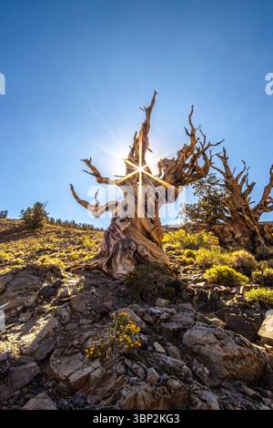 A sunburst/starburst shines through a crack in the ancient tree during the morning hour. Stock Photo